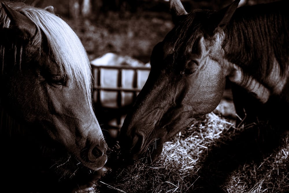 horse
