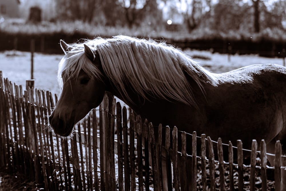 paard