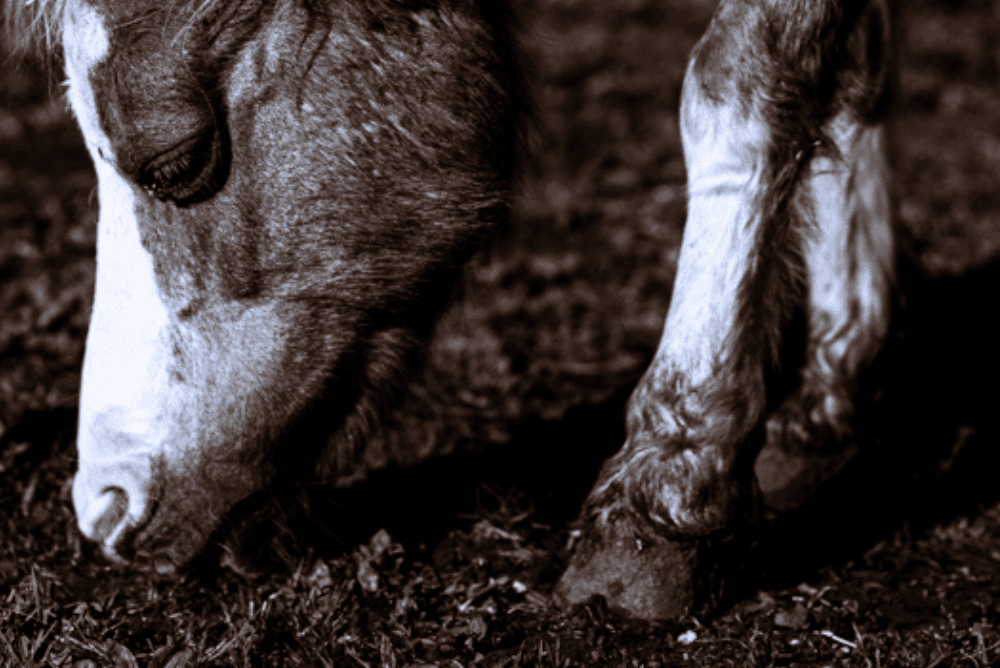 laminitis 