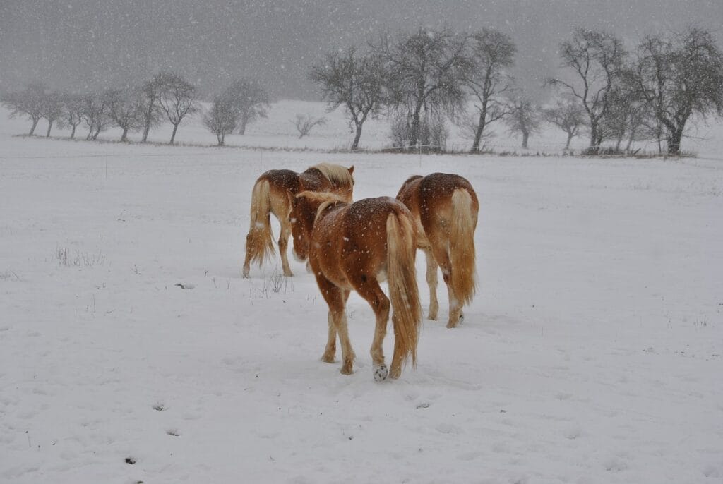 horses 252497 1280 winter