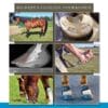 Remco Sikkel: Laminitis NL