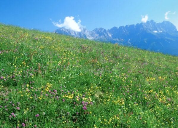 Alps